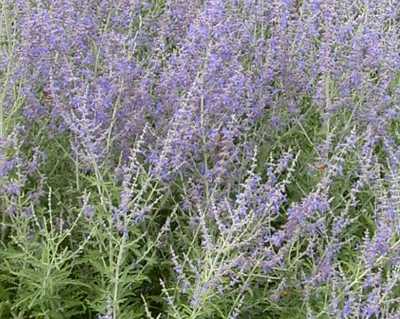 Little Spire Russian Sage | Natorp's Online Plant Store