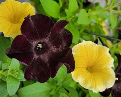 Bee's Knees/Black Mamba Petunia | Natorp's Online Plant Store