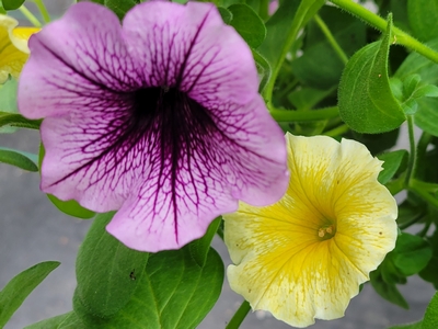 Sunshine Imp. Ray/Bordeaux Petunia | Natorp's Online Plant Store