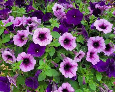 Bordeaux™ & Royal Velvet® Petunia Mix | Natorp's Online Plant Store