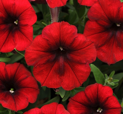 Easy Wave® Red Velour Wave Petunia | Natorp's Online Plant Store