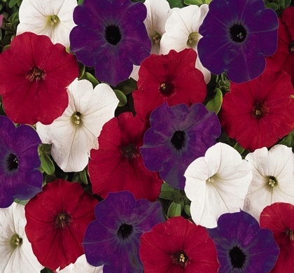 Easy Wave® The Flag Mix Wave Petunia | Natorp's Online Plant Store