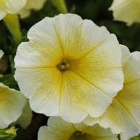 Easy Wave® Yellow Petunia | Natorp's Online Plant Store