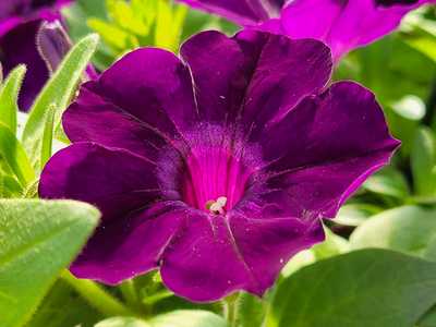 Supertunia® Royal Velvet Petunia | Natorp's Online Plant Store