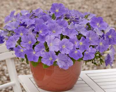 E3 Easy Wave Sky Blue Wave™ Petunia | Natorp's Online Plant Store