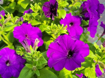 Easy Wave® Blue Wave Petunia | Natorp's Online Plant Store