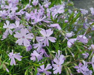 Emerald Blue Creeping Phlox | Natorp's Online Plant Store