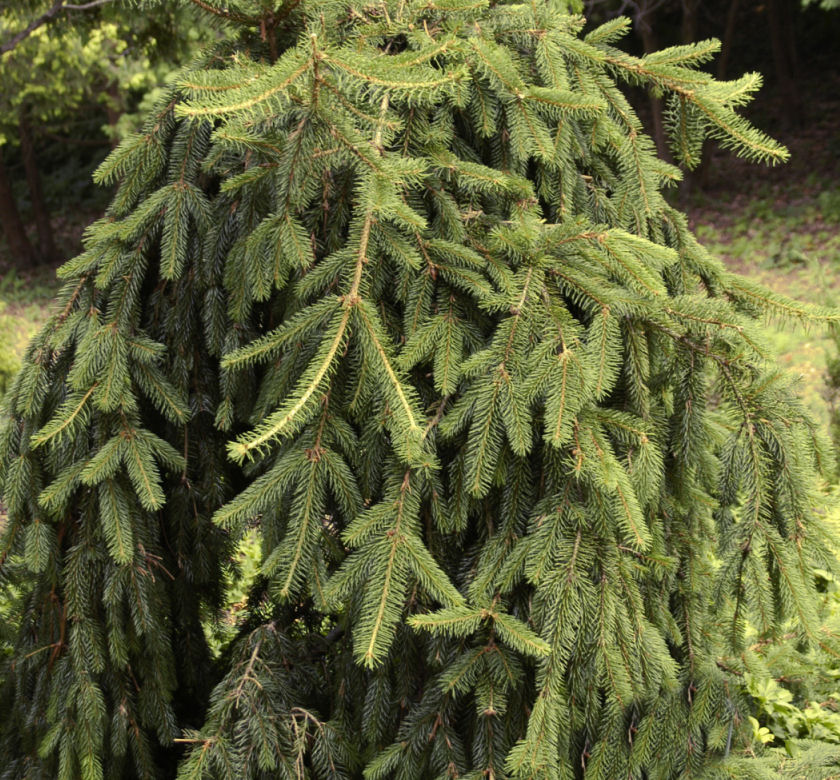 Weeping Norway Spruce | Natorp's Online Plant Store