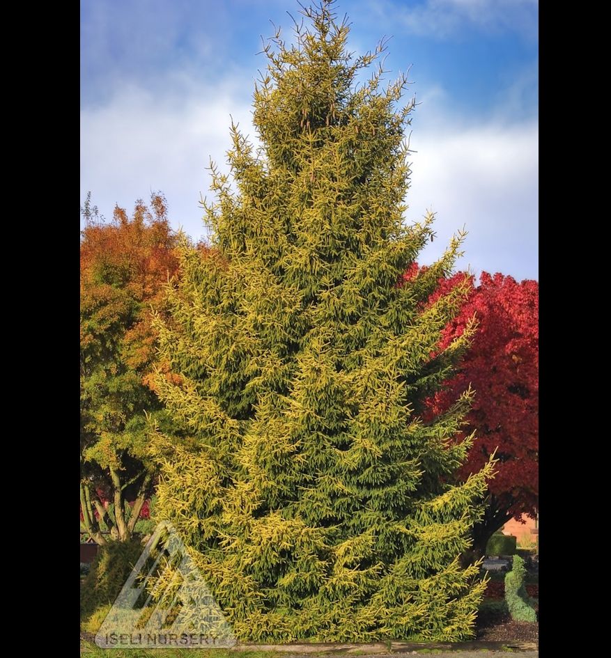 Skylands Oriental Spruce | Natorp's Online Plant Store