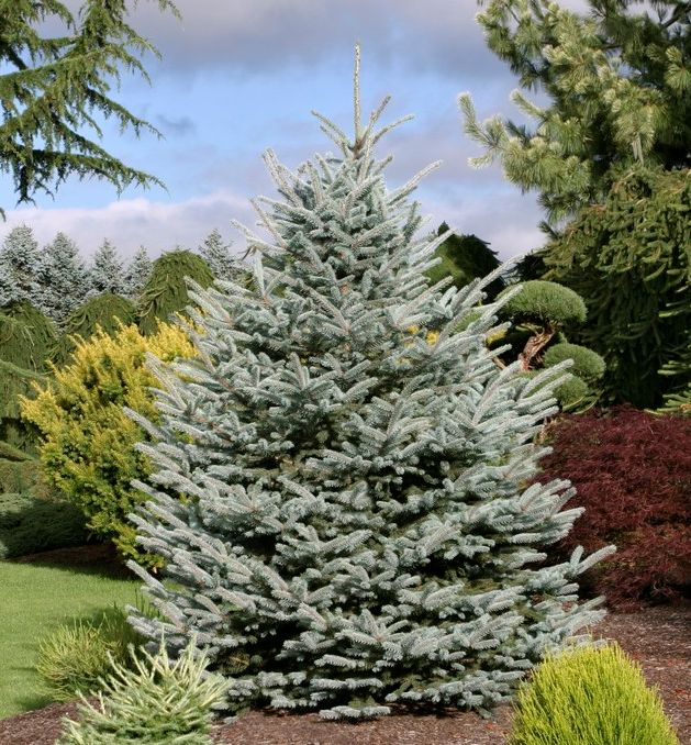 Fat Albert Colorado Spruce | Natorp's Online Plant Store