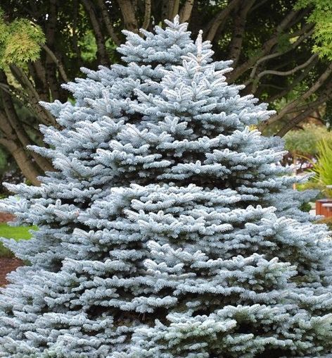 Montgomery Dwarf Blue Spruce | Natorp's Online Plant Store