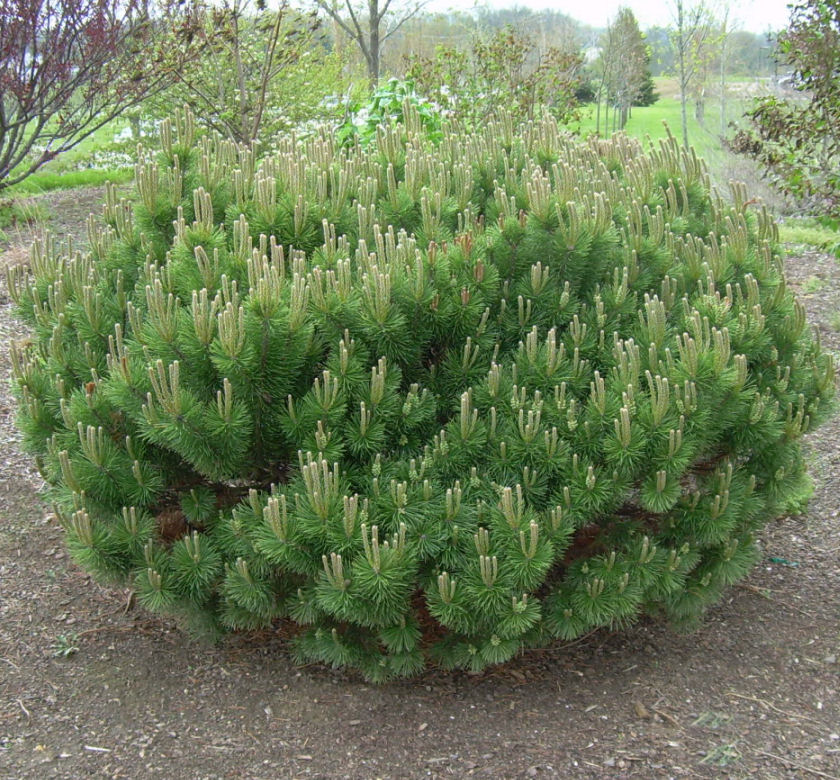 Mugo Pine (Mugho) | Natorp's Online Plant Store