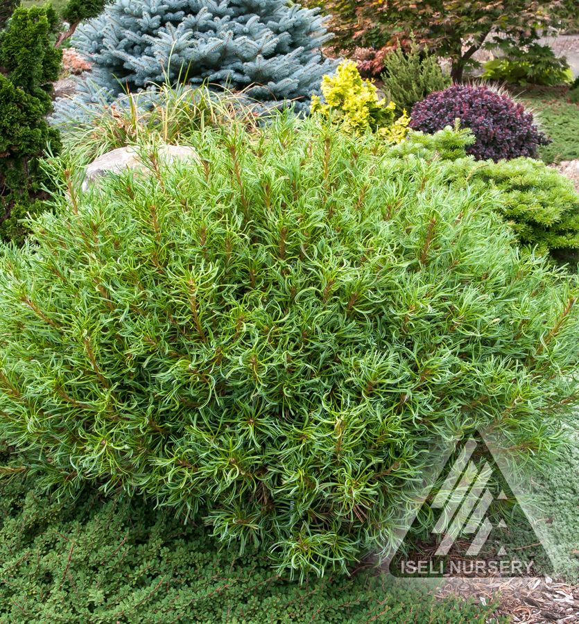 Mini Twists White Pine | Natorp's Online Plant Store