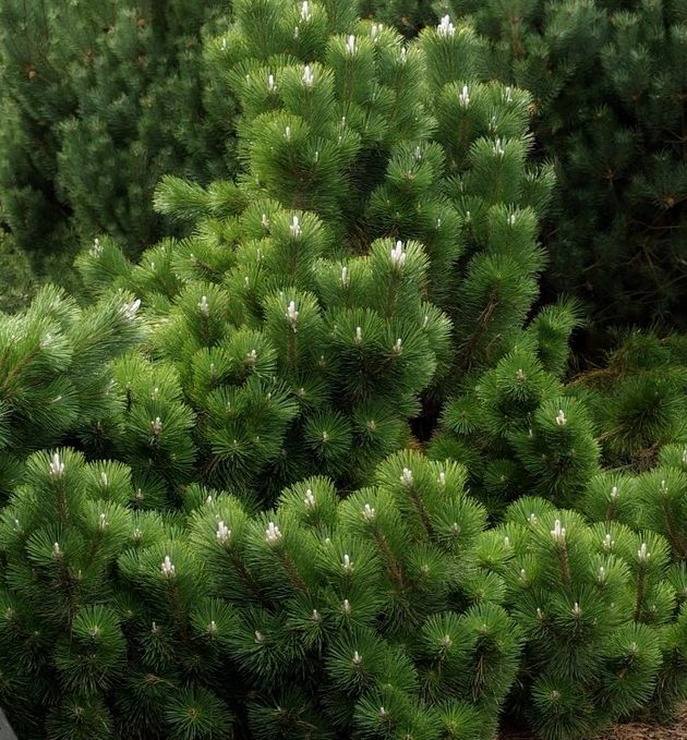 Angelica's Thunderhead Black Pine | Natorp's Online Plant Store