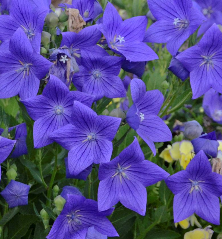 Sentimental Blue Balloon Flower | Natorp's Online Plant Store