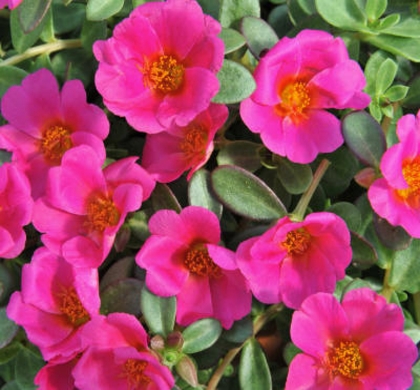 Cupcake Grape Jelly Portulaca | Natorp's Online Plant Store