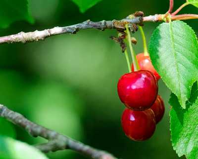 North Star Dwarf Sour Cherry | Natorp's Online Plant Store