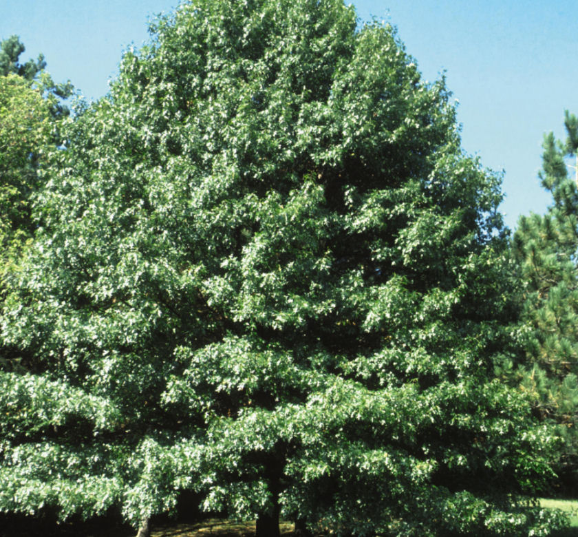 Northern Pin Oak | Natorp's Online Plant Store