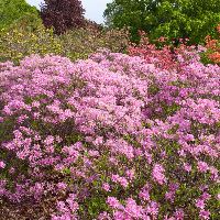 Lilac Lights Azalea (Lilac Purple) | Natorp's Online Plant Store