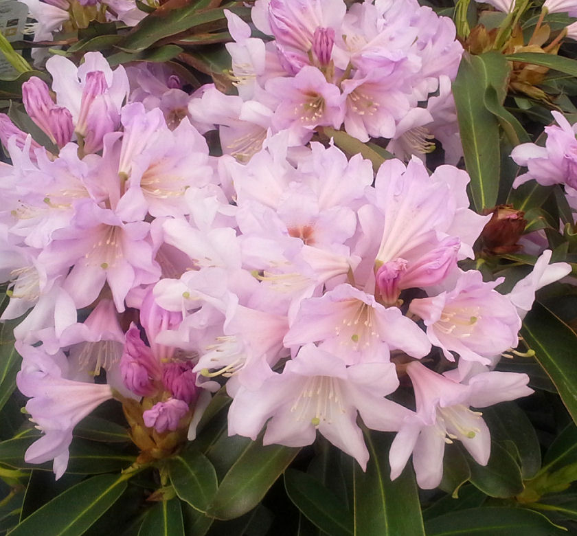 Lakeview Pink Rhododendron | Natorp's Online Plant Store