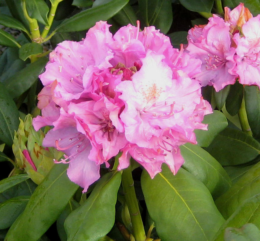 Roseum Pink Rhododendron | Natorp's Online Plant Store