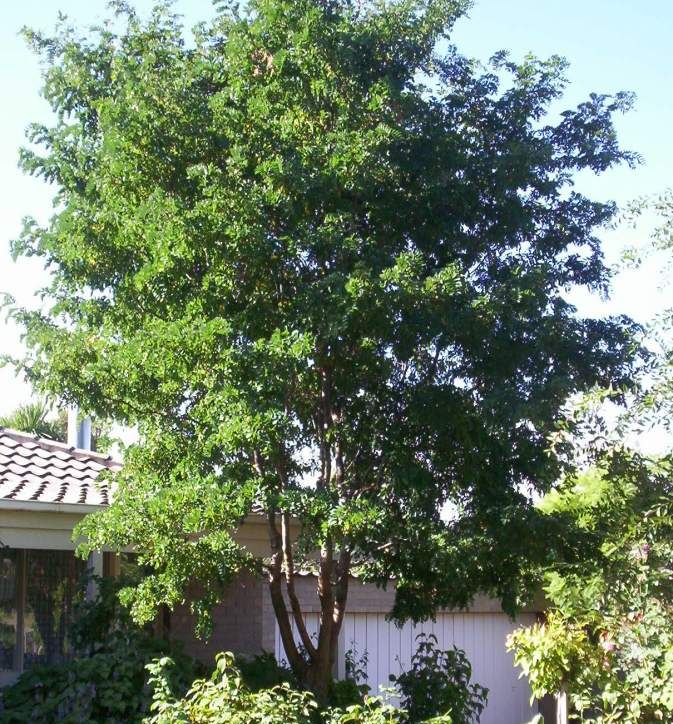 Twisty Baby® Black Locust | Natorp's Online Plant Store