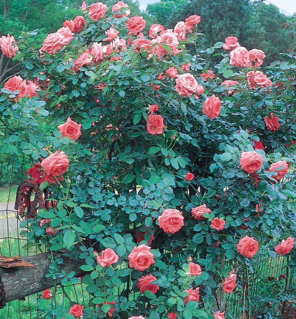Роза плетистая Клайминг Америка (с3,5)