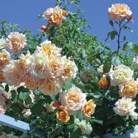 Garden Sun™ Climbing Rose | Natorp's Online Plant Store