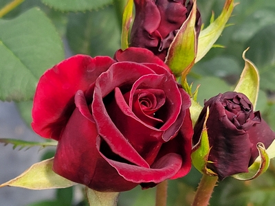 Black Baccara® Rose | Natorp's Online Plant Store