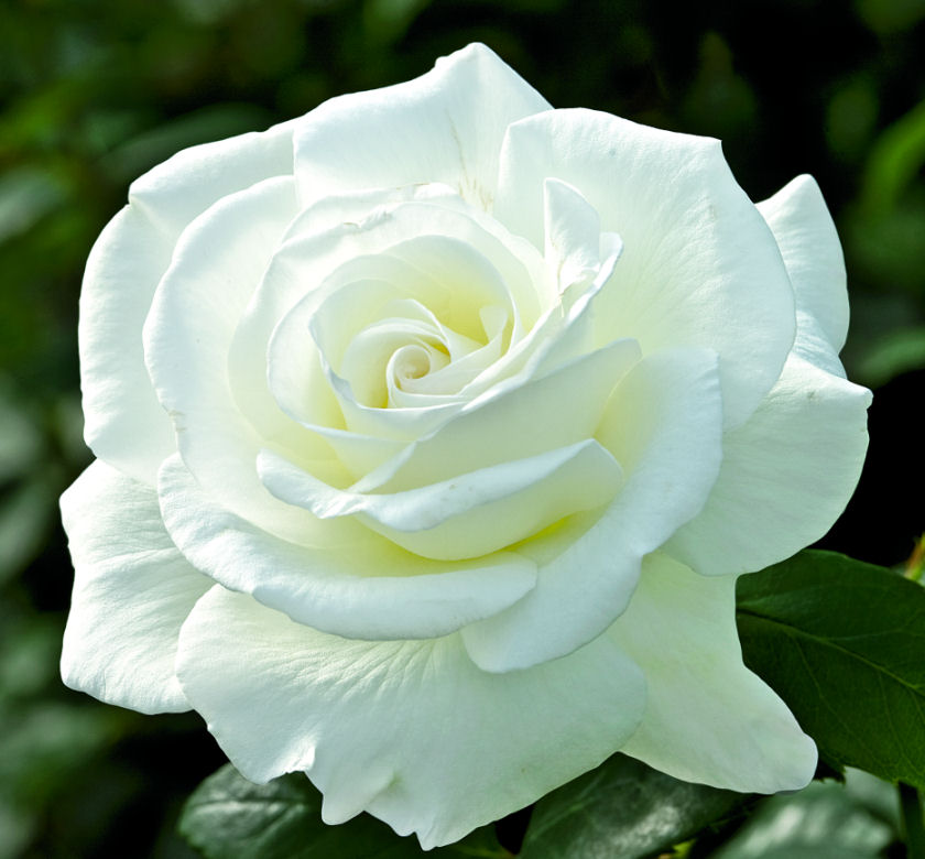 Sugar Moon™ Rose | Natorp's Online Plant Store