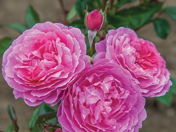 Orchid Romance™ Tree Rose | Natorp's Online Plant Store