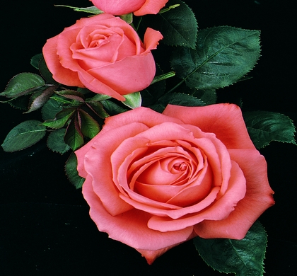 Tropicana Rose | Natorp's Online Plant Store