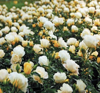 Popcorn Drift® Rose | Natorp's Online Plant Store