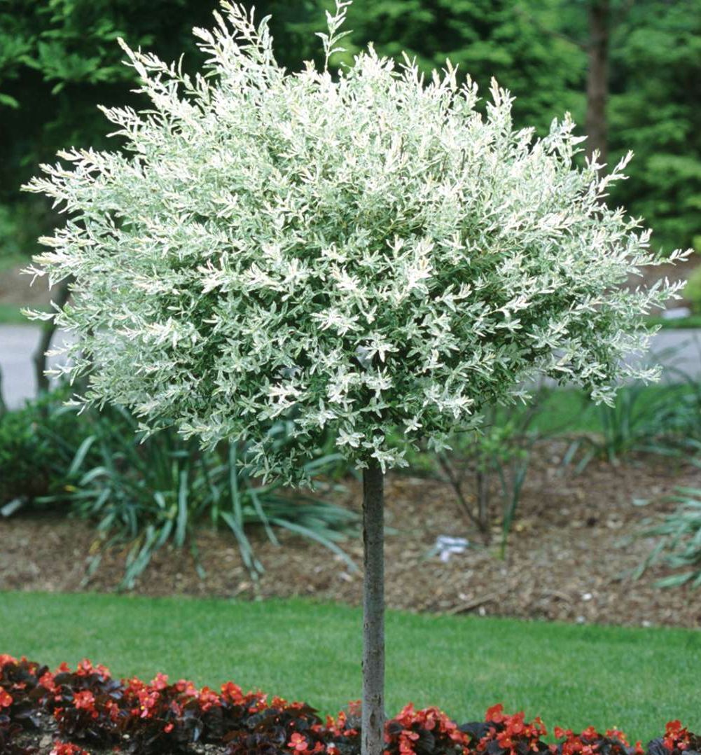 Hakuro Nishiki Willow Standard | Natorp's Online Plant Store