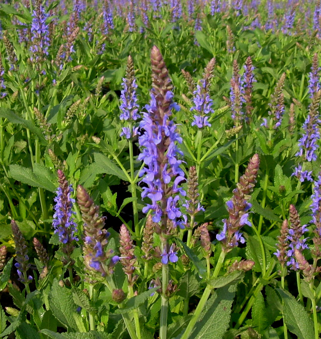 Blue Hill Salvia | Natorp's Online Plant Store