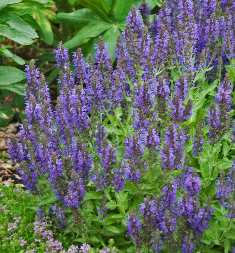 Marcus Salvia | Natorp's Online Plant Store