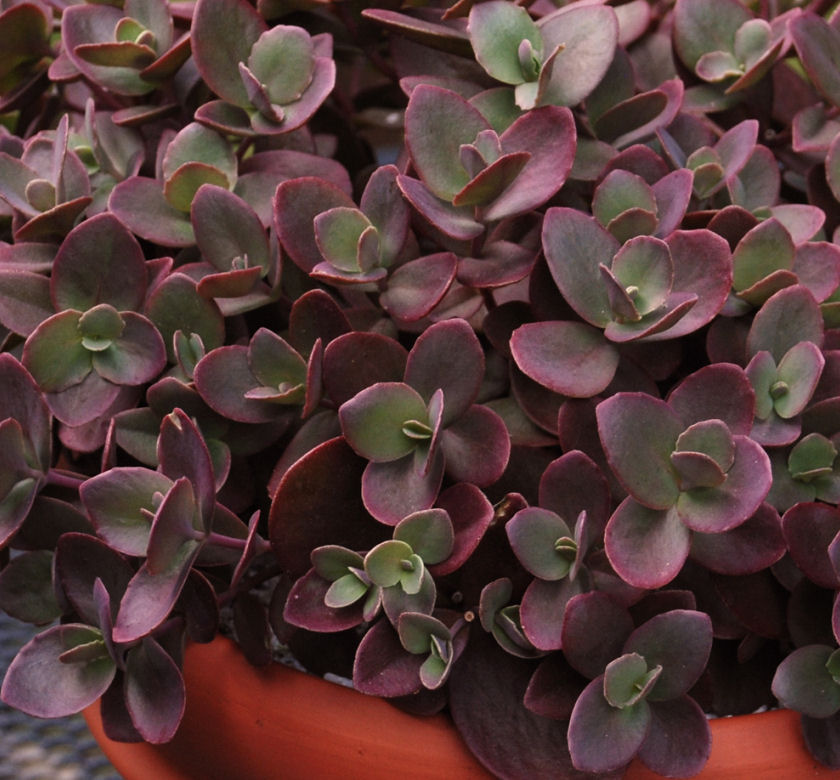 Cherry Tart Creeping Stonecrop | Natorp's Online Plant Store