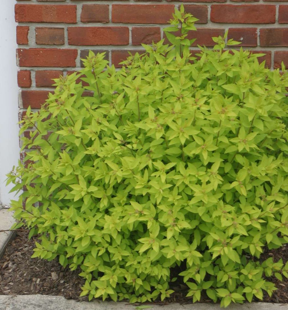 Gold Mound Spirea | Natorp's Online Plant Store