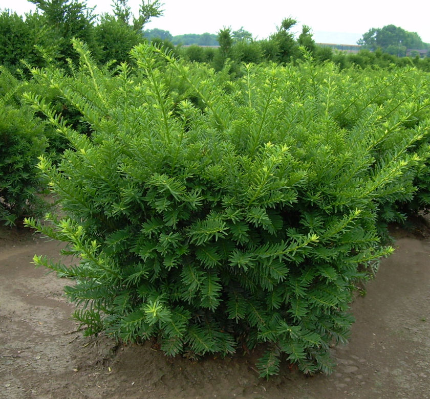 Wardi Anglo English Yew | Natorp's Online Plant Store