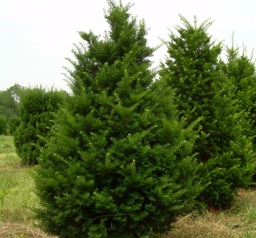 Pyramidal Yew (Capitata) | Natorp's Online Plant Store