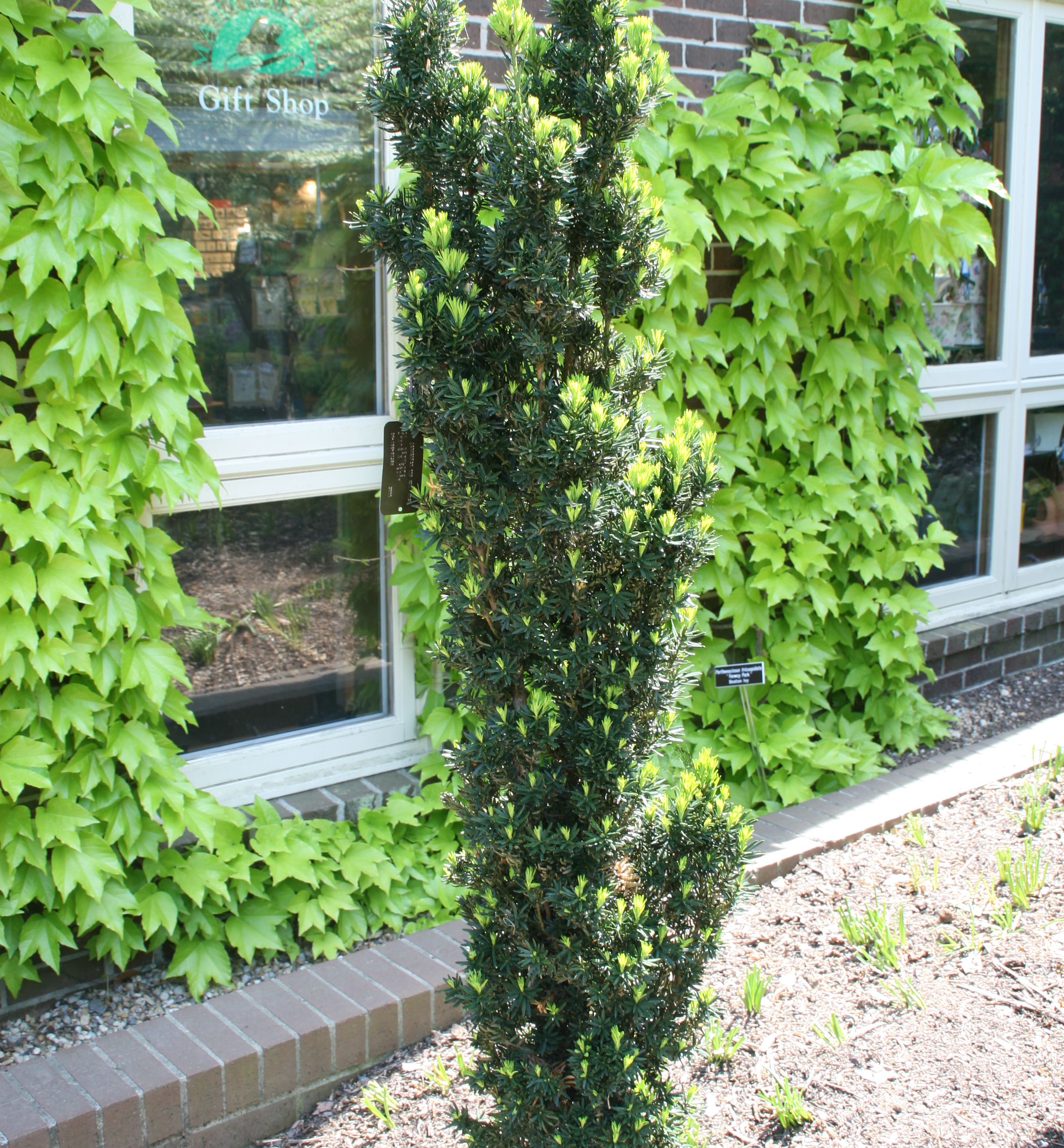 Beanpole Upright Yew | Natorp's Online Plant Store