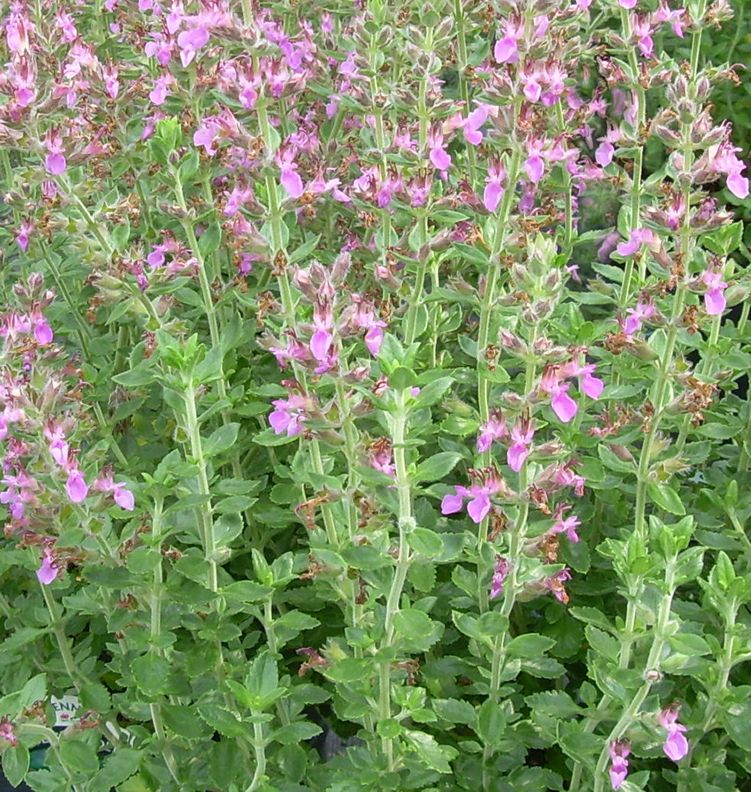 Germander | Natorp's Online Plant Store