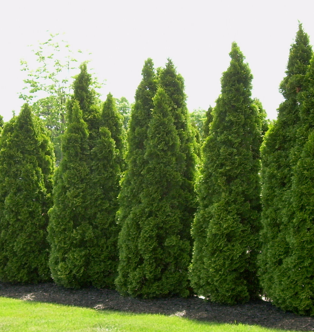 Planting Emerald Green Arborvitae - Plant Ideas