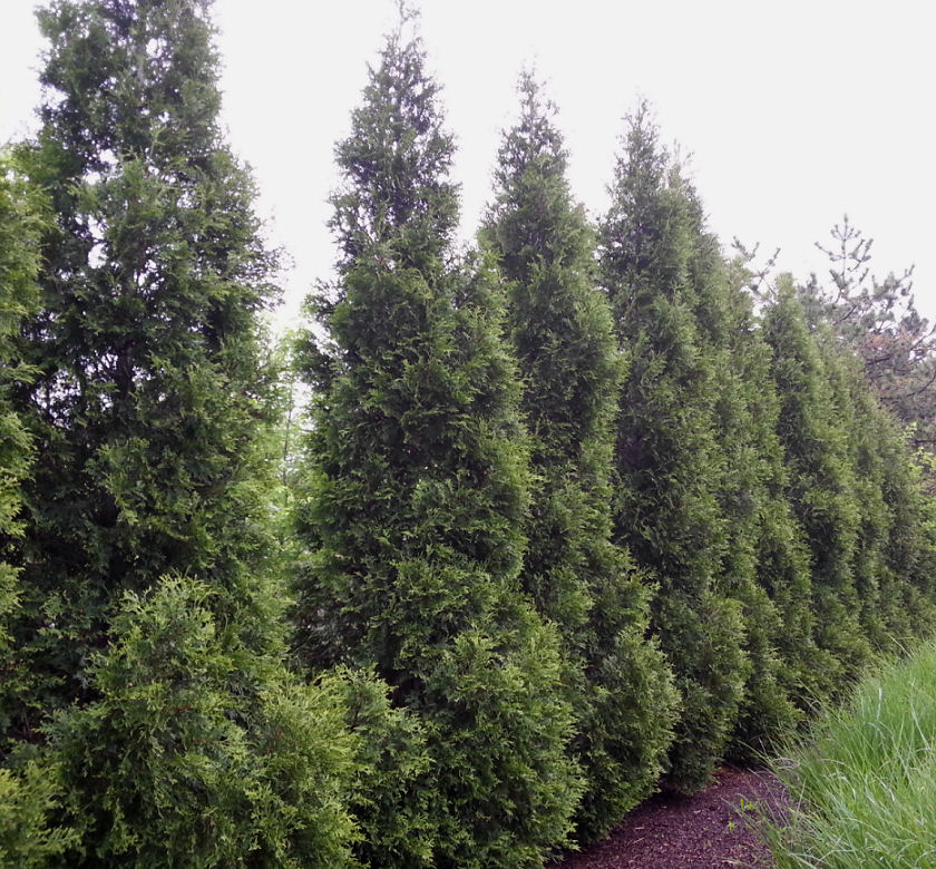 Hetz Wintergreen Arborvitae | Natorp's Online Plant Store