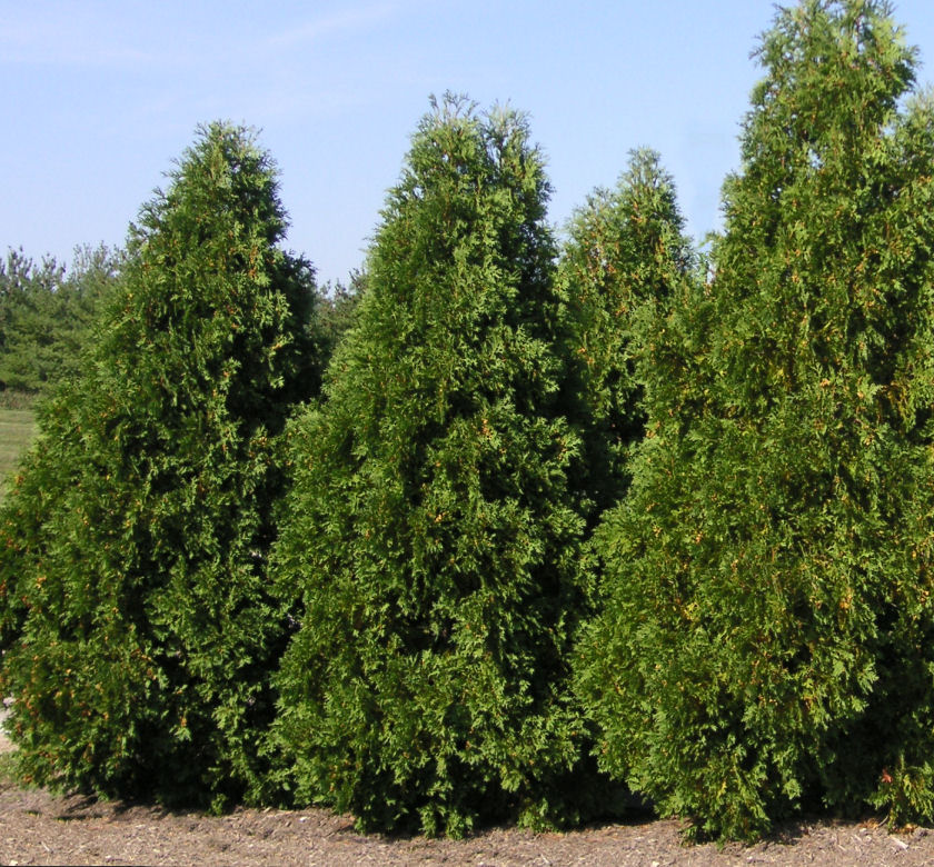 Dark Green American Arborvitae | Natorp's Online Plant Store