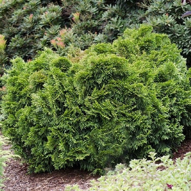 Grune Kugel Western Arborvitae | Natorp's Online Plant Store