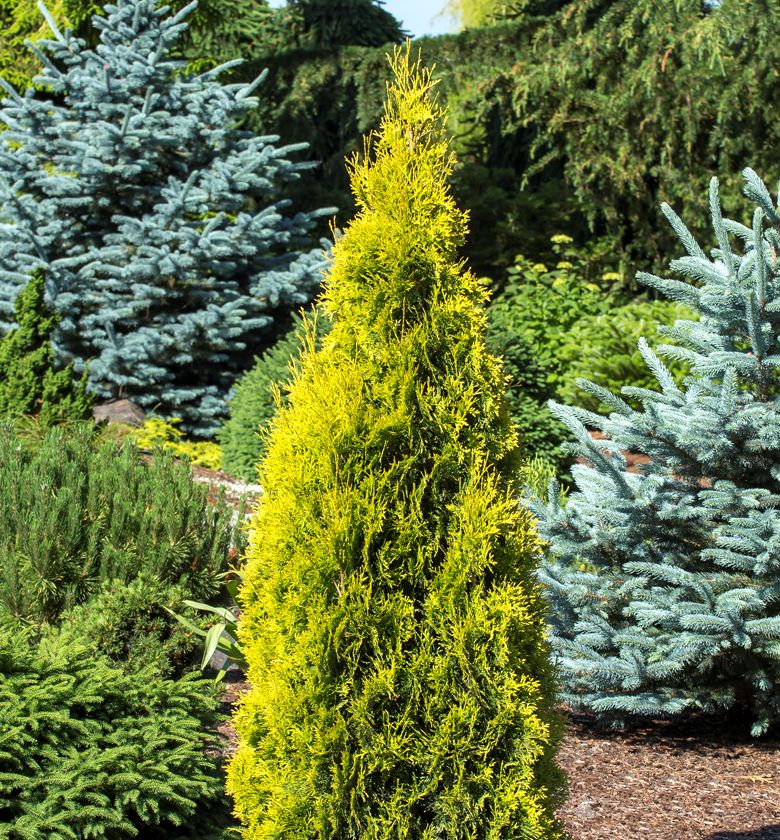 Jantar Arborvitae | Natorp's Online Plant Store