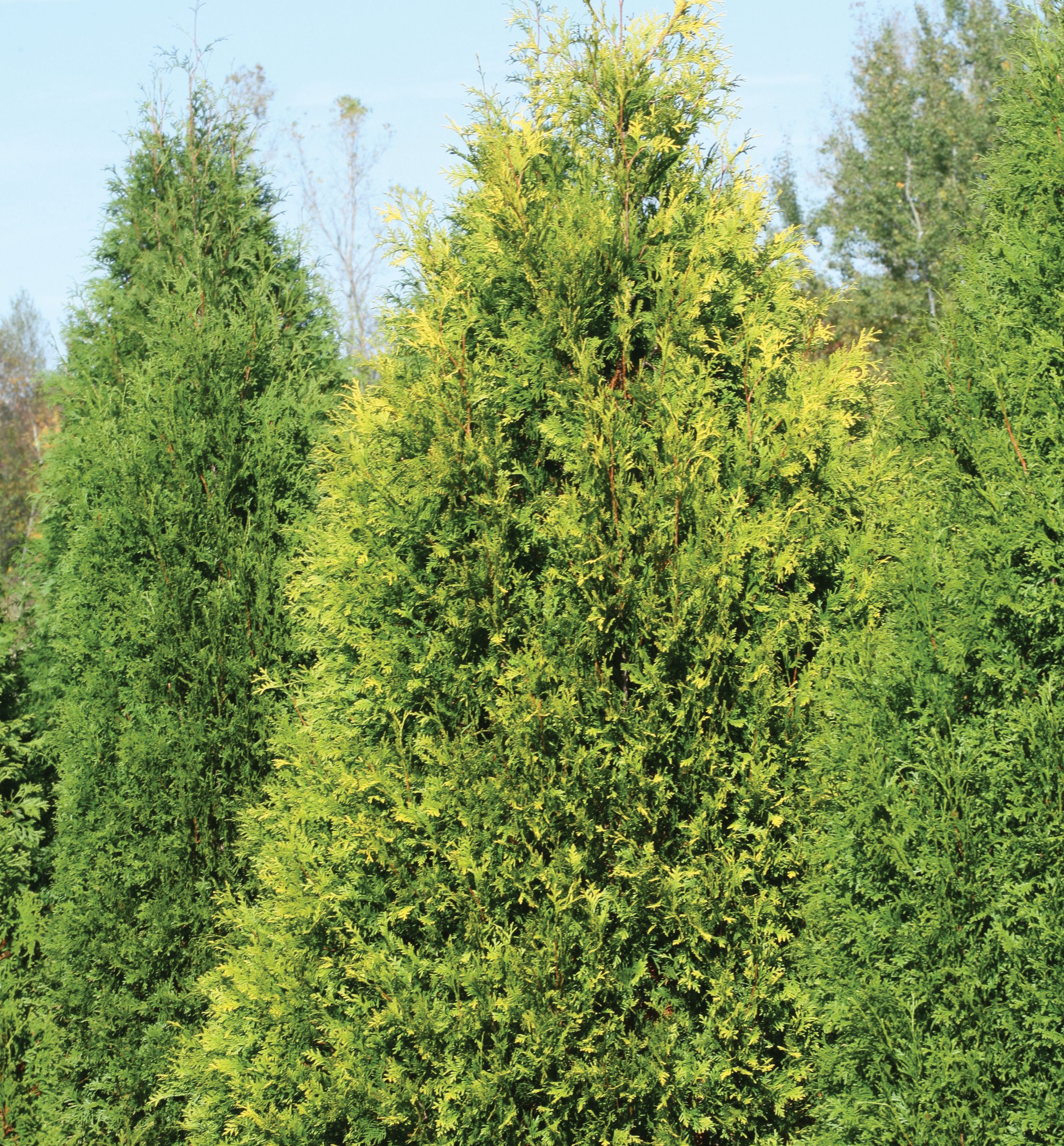 Polar Gold® Arborvitae | Natorp's Online Plant Store