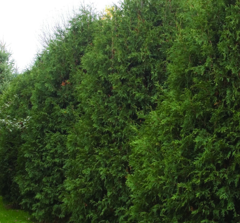 Techny Arborvitae | Natorp's Online Plant Store