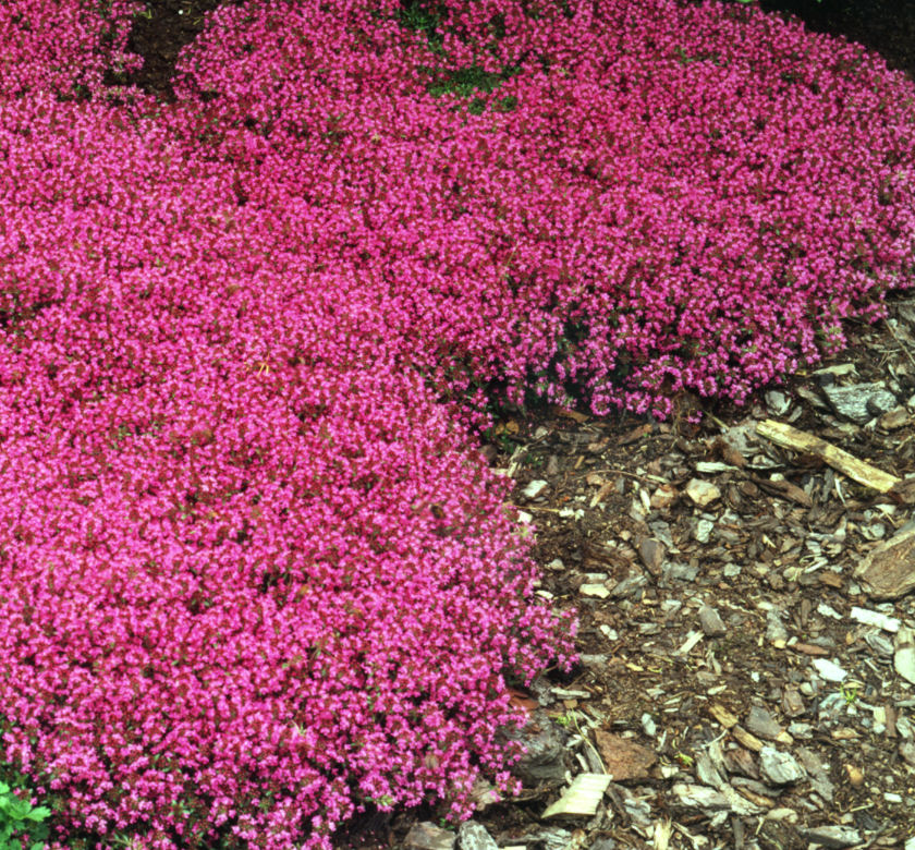 Red Creeping Thyme | Natorp's Online Plant Store